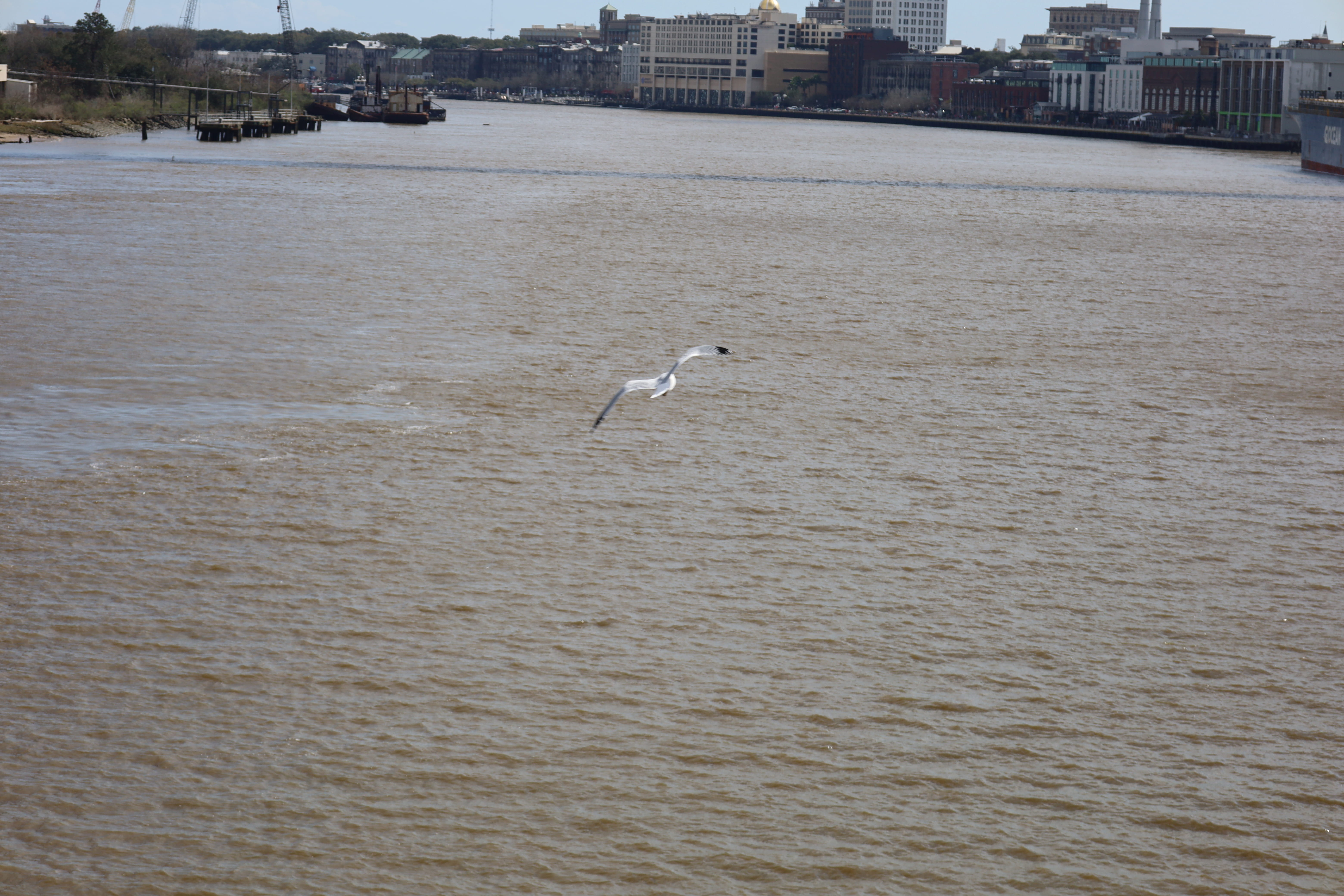 Seagull over Savannah River